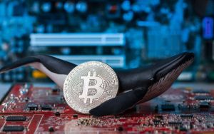 Bitcoin whales on chain activity diminishes What it means for BTC